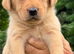 Beautiful Labrador Puppies Looking for Loving Homes
