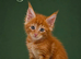 READY NOW: Tica enabled ginger maine coon kittens
