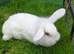 Beautiful Continental Giant x Lion Lop