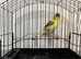 Good quality fife canaries