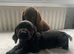 READY NOW KC reg amazing litter READY NOW