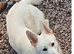 Beautiful German Shepard For Rehome