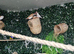 Zebra finches for sale