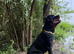Roman chunky Rottweiler