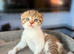 Scottish Fold X 3 Kittens