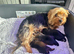 Purebred Yorkshire Terrier (Yorkie) puppies