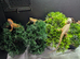 Baby bearded dragons now reduced to get good homes