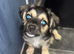 Puppy chiwhawa mix