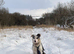 4yo Border Collie Looking for an Active Loving Home