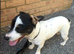 Jack Russell puppies
