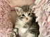 Four fluffy kittens