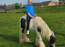 Pibald gypsy cob