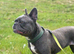 Azzuri (Zuri) 5 year old female French bulldog