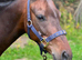 Cracking 13.2hh British Riding Pony