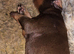 Kc'D Stunning Dobermann pups