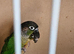 Proven breeding pair conure