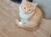 Female kitten