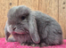 Mini lop babys ready now