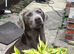 Working Labradors