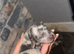 Dachshund