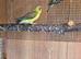 Baby budgies