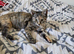 Female kitten for sale
