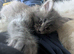 Polydactyl blue girl looking for forever home