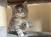 10week pure Maine coons! Ready to leave heath tested parents DNA and health checked kittens