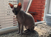 Rehome