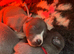 Blue whippet pups