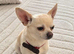 Chihuahua stud