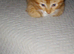 Ginger tom 10 weeks old 50 pound