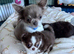 Chihuahua tiny girl from health tested mum