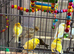 Good quality canaries