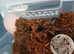Rare! Phormictopus cochleasvorax - Snail Munchers #02