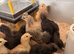 Pure Pekin Bantam growers 5 weeks