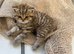 Stunning Golden Tabby British Shorthair boy