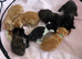 Beautiful kittens for sale