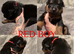 Puppies