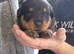 Rottweiler puppy’s