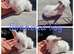 5 beautiful lionheads available for reserve
