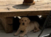 3 beautiful kc reg lab pups looking for new homes