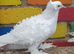 White frill back pigeons for sale