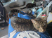 Female cat
