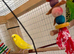 2 male budgies