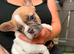 Puppies of French bulldog