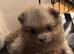Pomeranian puppies