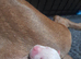 11 puppies 5 girls 6 boys rare Beautiful alpha blue bulldog puppies (born on the 25th)