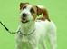 Stunning RKC registered Jack Russell puppies