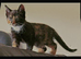 Baby kittens looking for love